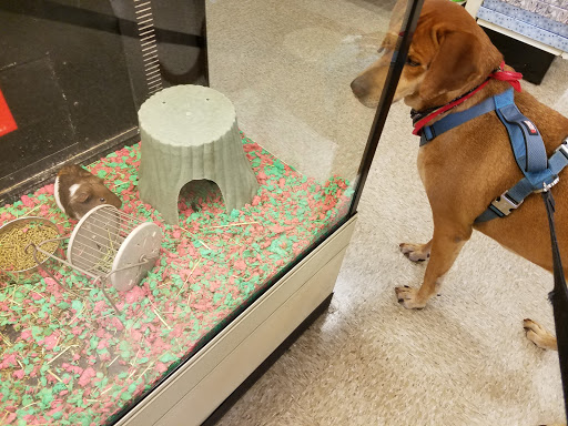 Pet Supply Store «PetSmart», reviews and photos, 916 Loganville Hwy, Bethlehem, GA 30620, USA