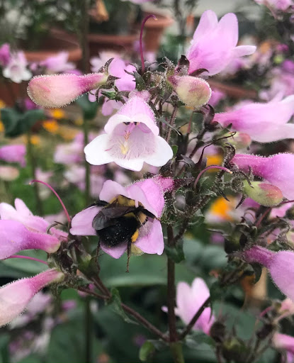 Florist «Parkview Gardens Florist & Greenhouse», reviews and photos, 1925 W Randolph St, St Charles, MO 63301, USA