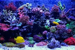 Royal Marine Aquarium image