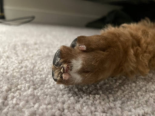 Pet Supply Store «Dog Krazy, Inc.», reviews and photos, 10681 Spotsylvania Ave, Fredericksburg, VA 22408, USA