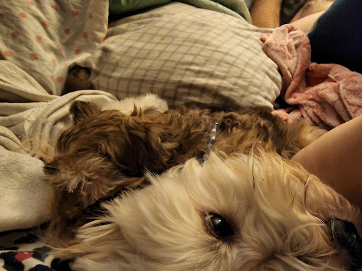 Pet Store «Dream Puppys», reviews and photos, 1461 Westgate Pkwy, Dothan, AL 36303, USA