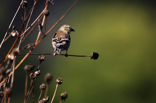 Nature Preserve «Crabtree Nature Center», reviews and photos, 3 Stover Rd, Barrington, IL 60010, USA