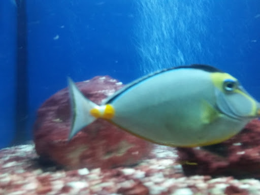 Pet Store «Fish Bowl», reviews and photos, 2117 E Race Ave, Searcy, AR 72143, USA