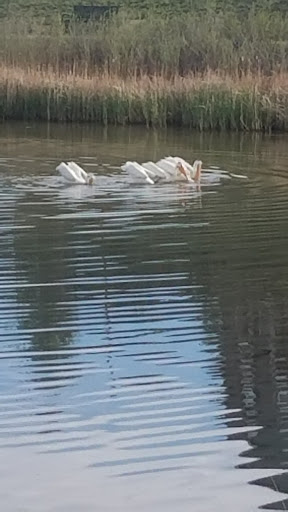 Park «Sage Creek Park», reviews and photos, 9500 Civic Center Dr, Thornton, CO 80229, USA