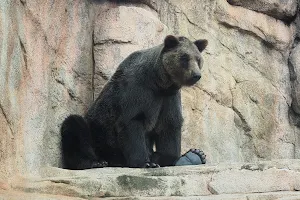 Bears image