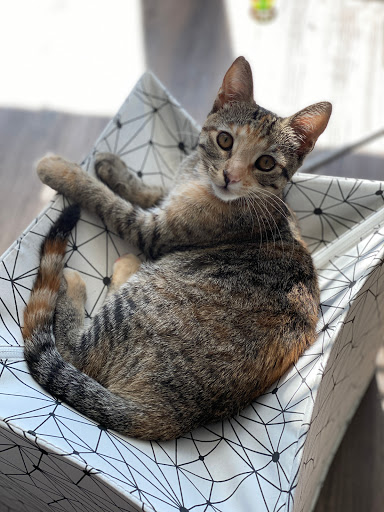 Pet Supply Store «EarthWise Pet Supply East Village», reviews and photos, 1051 Market St, San Diego, CA 92101, USA