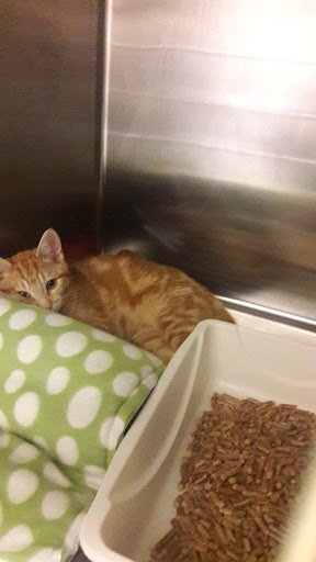 Non-Profit Organization «Heartland Humane Society», reviews and photos, 398 SW Twin Oaks Cir, Corvallis, OR 97333, USA