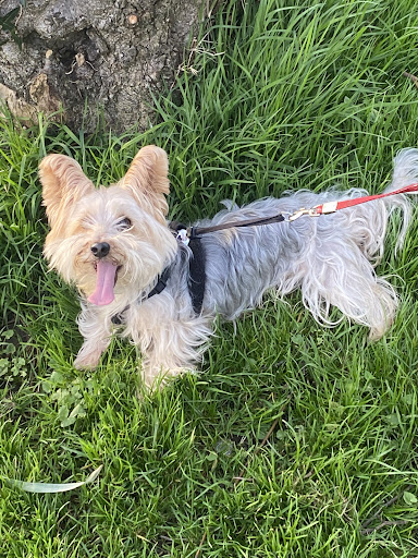 Shanakill Boarding Kennels & Cattery