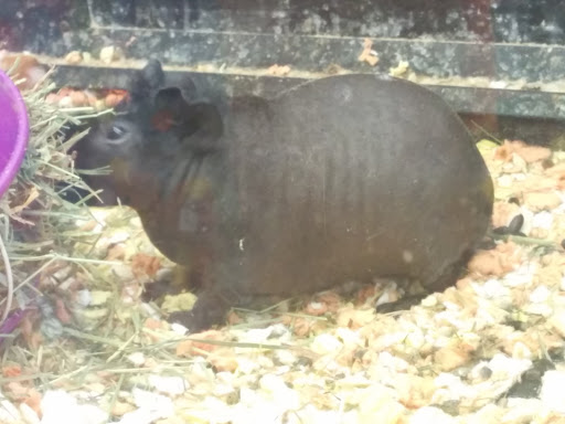 Pet Supply Store «PetSmart», reviews and photos, 4180 US-1, Monmouth Junction, NJ 08852, USA