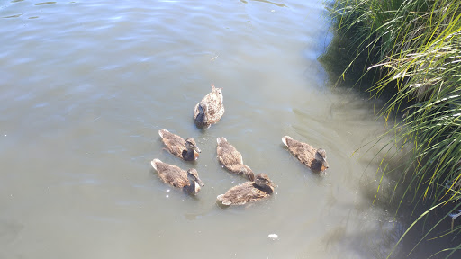 Memorial Park «E.B. Rains Jr. Memorial Park», reviews and photos, 11701 Community Center Dr, Northglenn, CO 80233, USA