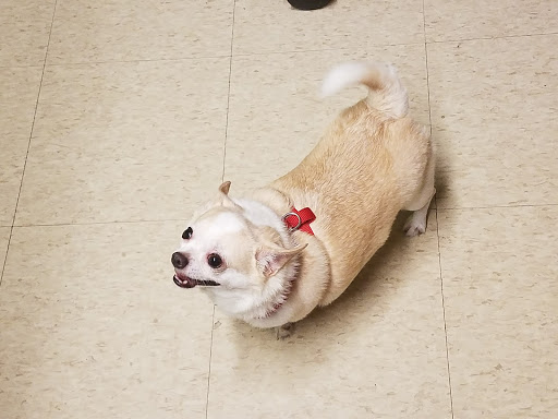 Pet Store «Barkz & Wagz», reviews and photos, 38445 Co Rd 54, Zephyrhills, FL 33542, USA