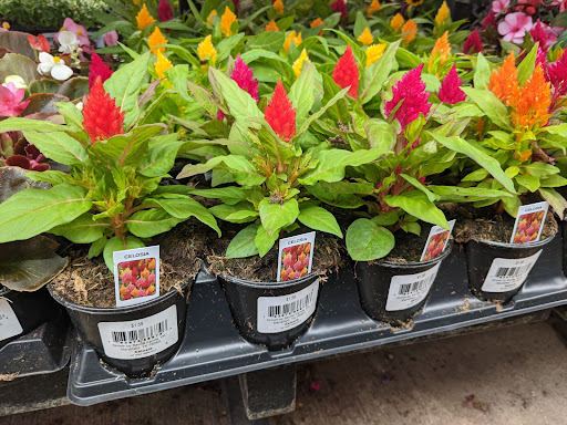 Home Improvement Store «Tractor Supply Co.», reviews and photos, 1701 US-377, Roanoke, TX 76262, USA