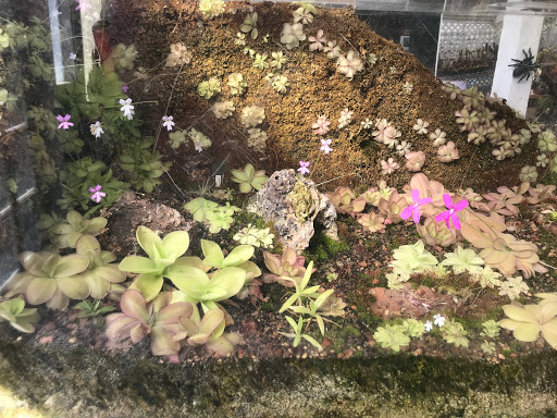 Plant Nursery «California Carnivores», reviews and photos, 2833 Old Gravenstein Hwy, Sebastopol, CA 95472, USA