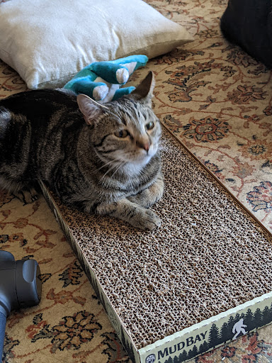 Pet Supply Store «Mud Bay», reviews and photos, 3804 Bridgeport Way W, University Place, WA 98466, USA