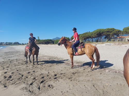 Ranch Tavagn'A Cavallu balade et baignade à cheval en corse à Talasani