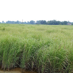 Abhay Kumar Singh photo