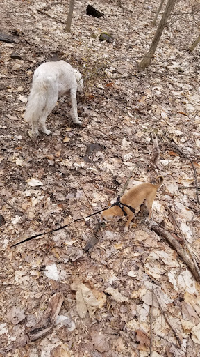 Nature Preserve «Sadsbury Woods Preserve», reviews and photos, Ramblewood Dr & Northwood Dr, Coatesville, PA 19320, USA