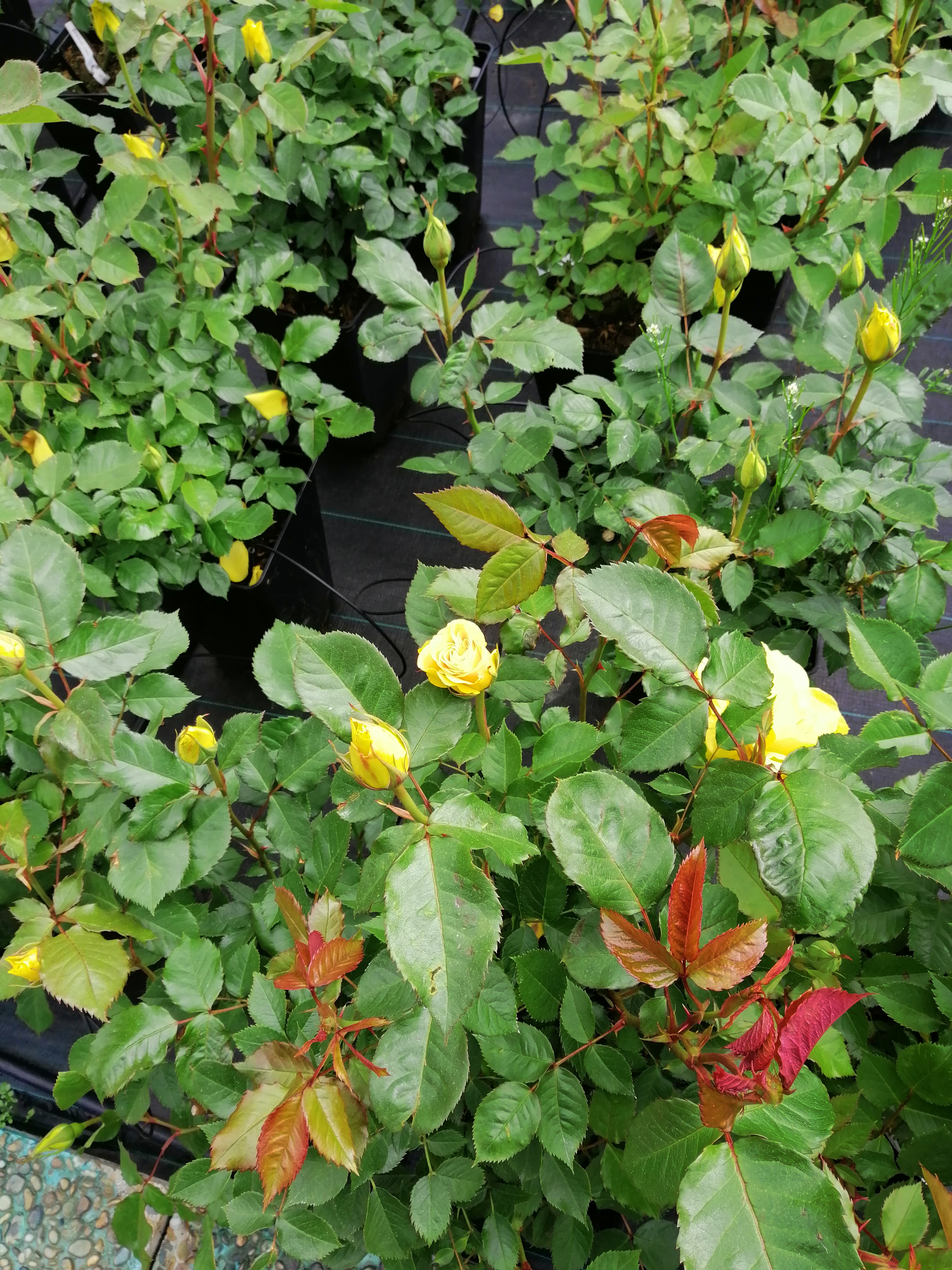 Photo n° 6 de l'avis de Isabel.r fait le 24/04/2019 à 16:53