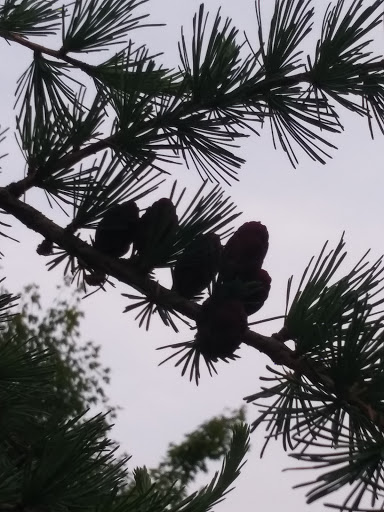 Nature Preserve «Tom S Cooperrider-Kent Bog State Nature Preserve», reviews and photos, 1028 Meloy Rd, Kent, OH 44240, USA