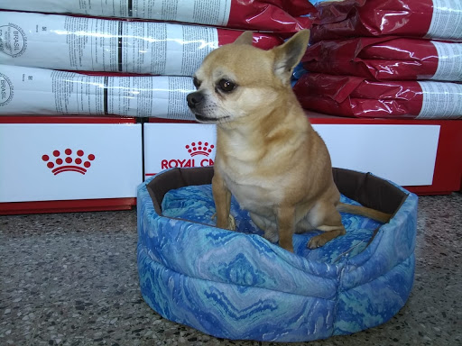 Pet Shop Simón