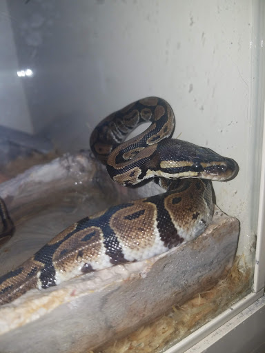 Pet Supply Store «Pet Supplies Plus», reviews and photos, 12407 MoPac Expy 525 - B, Austin, TX 78758, USA