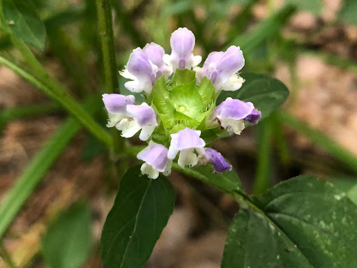 Nature Preserve «Kitchawan Preserve», reviews and photos, 712 Kitchawan Rd, Ossining, NY 10562, USA