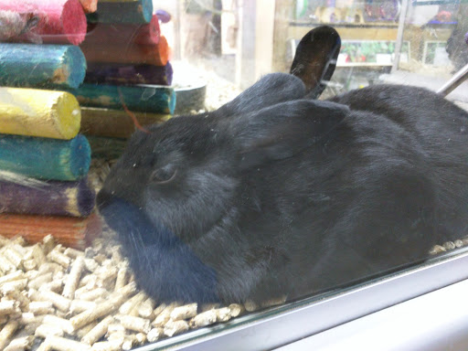 Garden Center «A W Brown Pet & Garden», reviews and photos, 144 Shaker Rd, East Longmeadow, MA 01028, USA