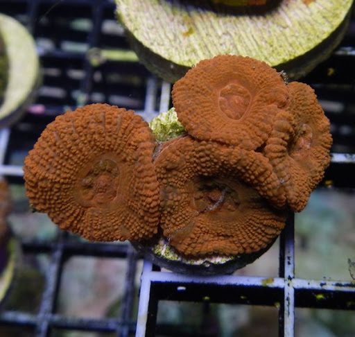 Tropical Fish Store «Hooked On Reefs», reviews and photos, 228 Hibiscus St #1, Jupiter, FL 33458, USA