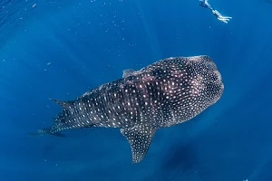 Ningaloo Discovery Whale Shark Tours image