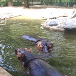 Photo n° 6 de l'avis de François-Xavier.u fait le 02/09/2023 à 13:12 pour Zoo de La Palmyre à Les Mathes