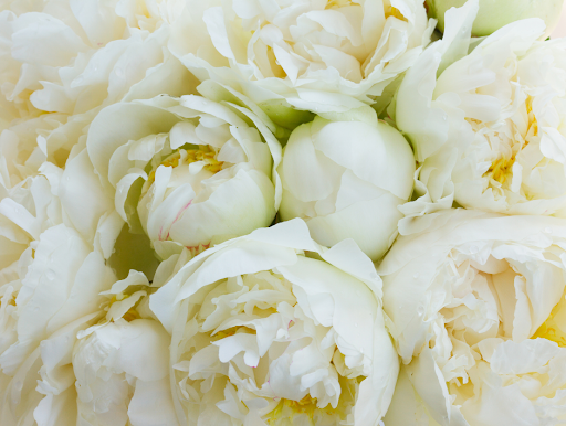 Florist «BOUQUETS», reviews and photos, 1525 15th St, Denver, CO 80202, USA