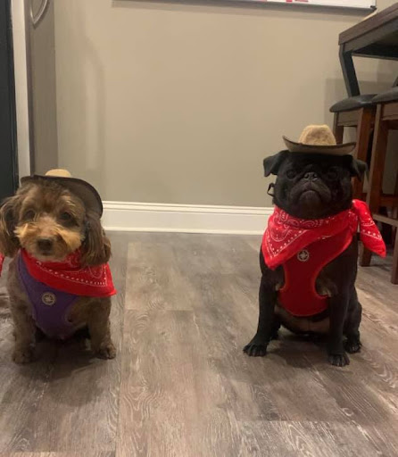 Insurance Agency «Patrick Blevins - State Farm Insurance Agent», reviews and photos