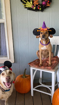 Happy Tails Pet Resort - Photo 7 - Car repair in Tulare, CA, Visalia