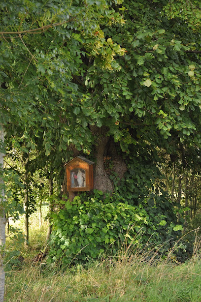 Tilleul remarquable de trou sans fond, Boncourt