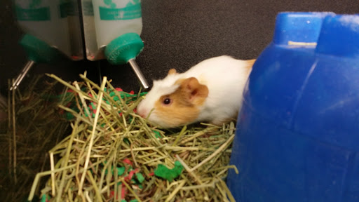 Pet Supply Store «PetSmart», reviews and photos, 132 NJ-31, Flemington, NJ 08822, USA