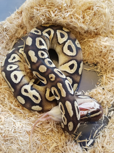 Reptile Store «Cleveland Reptile Show», reviews and photos, 17250 Hummel Rd, Brook Park, OH 44142, USA
