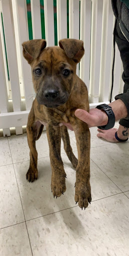 Pet Store «Pets Plus - Quakertown», reviews and photos, 117 S West End Blvd, Quakertown, PA 18951, USA