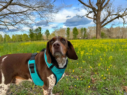 Windy Hill Pet Care, LLC