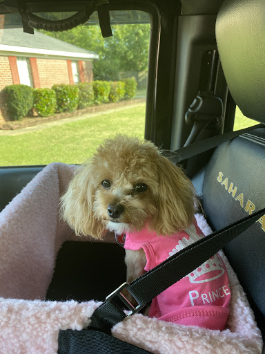 Pet Supply Store «Woof Woof Puppies & Boutique», reviews and photos, 29555 Northwestern Hwy, Southfield, MI 48034, USA