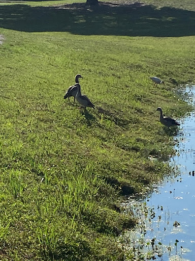 Public Golf Course «Bonaventure Golf Club», reviews and photos, 200 Bonaventure Blvd, Weston, FL 33326, USA