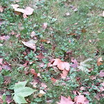 Photo n°1 de l'avis de Lorina.i fait le 19/10/2020 à 05:31 sur le  Hanweiler Besen à Winnenden