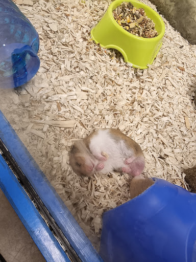 Pet Store «Pet World - Auburndale», reviews and photos, 3637 Havendale Blvd, Auburndale, FL 33823, USA