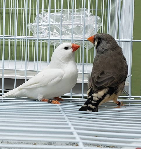 Pet Store «Louis Birds Pets & Supplies», reviews and photos, 80 Keyes St, San Jose, CA 95122, USA