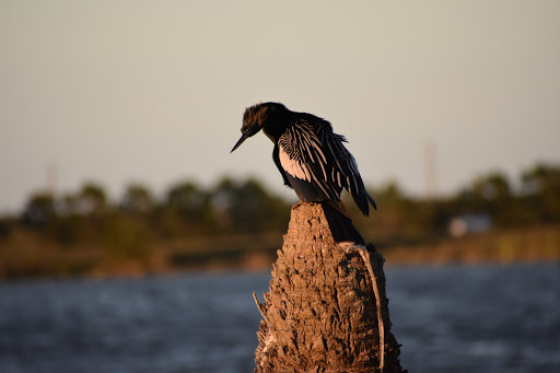 Wetland «Viera Wetlands», reviews and photos, 10001 N Wickham Rd, Melbourne, FL 32940, USA