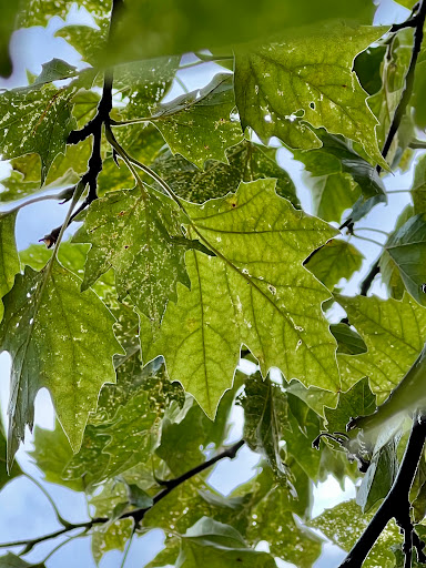 Park «Merrill Park», reviews and photos, Fairview Ave, Colonia, NJ 07067, USA