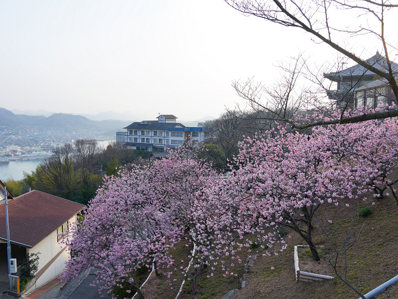 千光寺公園の寒桜