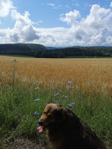 Dr.med.vet. Alfred Reinbach Tierarzt unter Bad Berka, Thüringen
