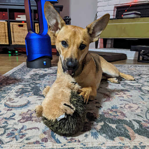 Pet Supply Store «Unleashed the Dog & Cat Store», reviews and photos, 7414 Creedmoor Rd, Raleigh, NC 27613, USA