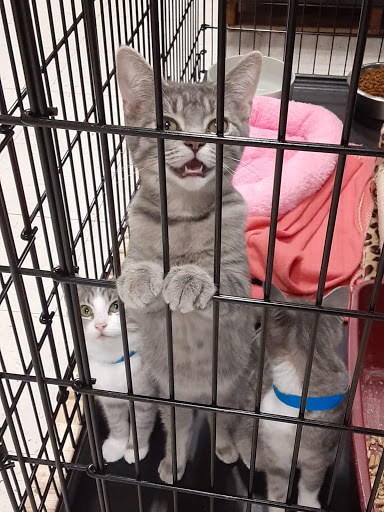 Pet Supply Store «PetSmart», reviews and photos, 3450 N Morrison Rd, Muncie, IN 47304, USA