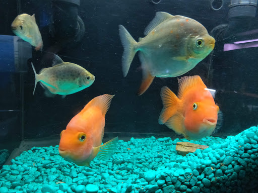 Tropical Fish Store «Petworld», reviews and photos, 2700 Carson St, Haltom City, TX 76117, USA